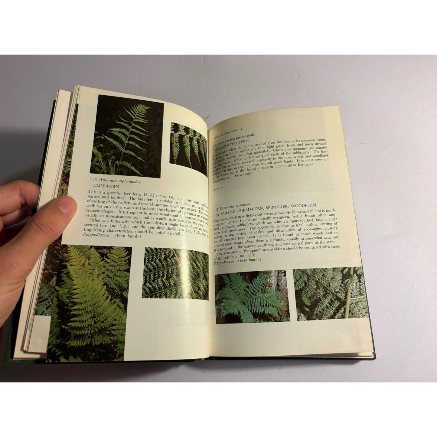 Wildflowers & Ferns of Kentucky by Wharton & Barbour 1971 HC Univ Press - Humphrey's Book Den