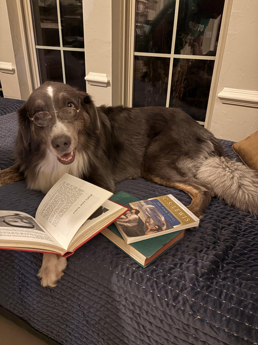 📚 Welcome to Humphrey’s Book Den: Your Online Home for Vintage, Collectible & Antiquarian Books - Humphrey's Book Den