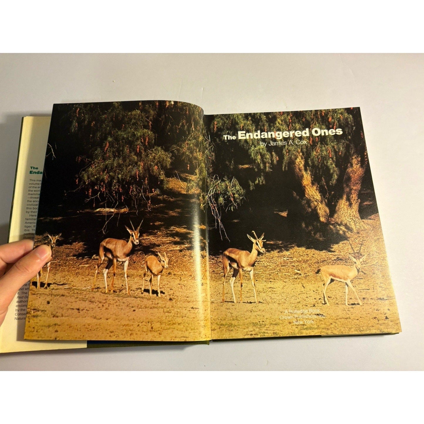 Lot of 3 Africa Wildlife Books – National Geographic & Field Guides - Humphrey's Book Den