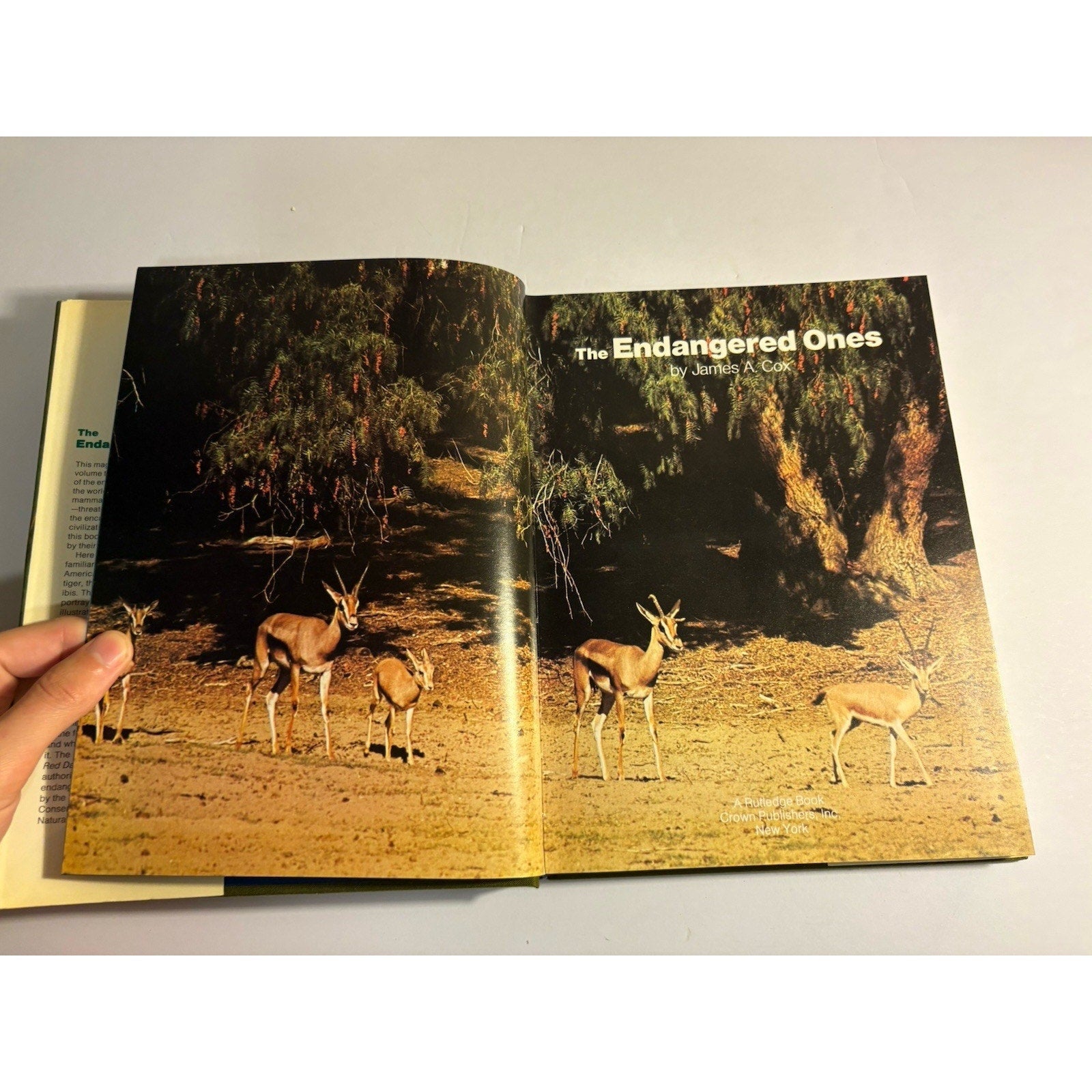 Lot of 3 Africa Wildlife Books – National Geographic & Field Guides - Humphrey's Book Den