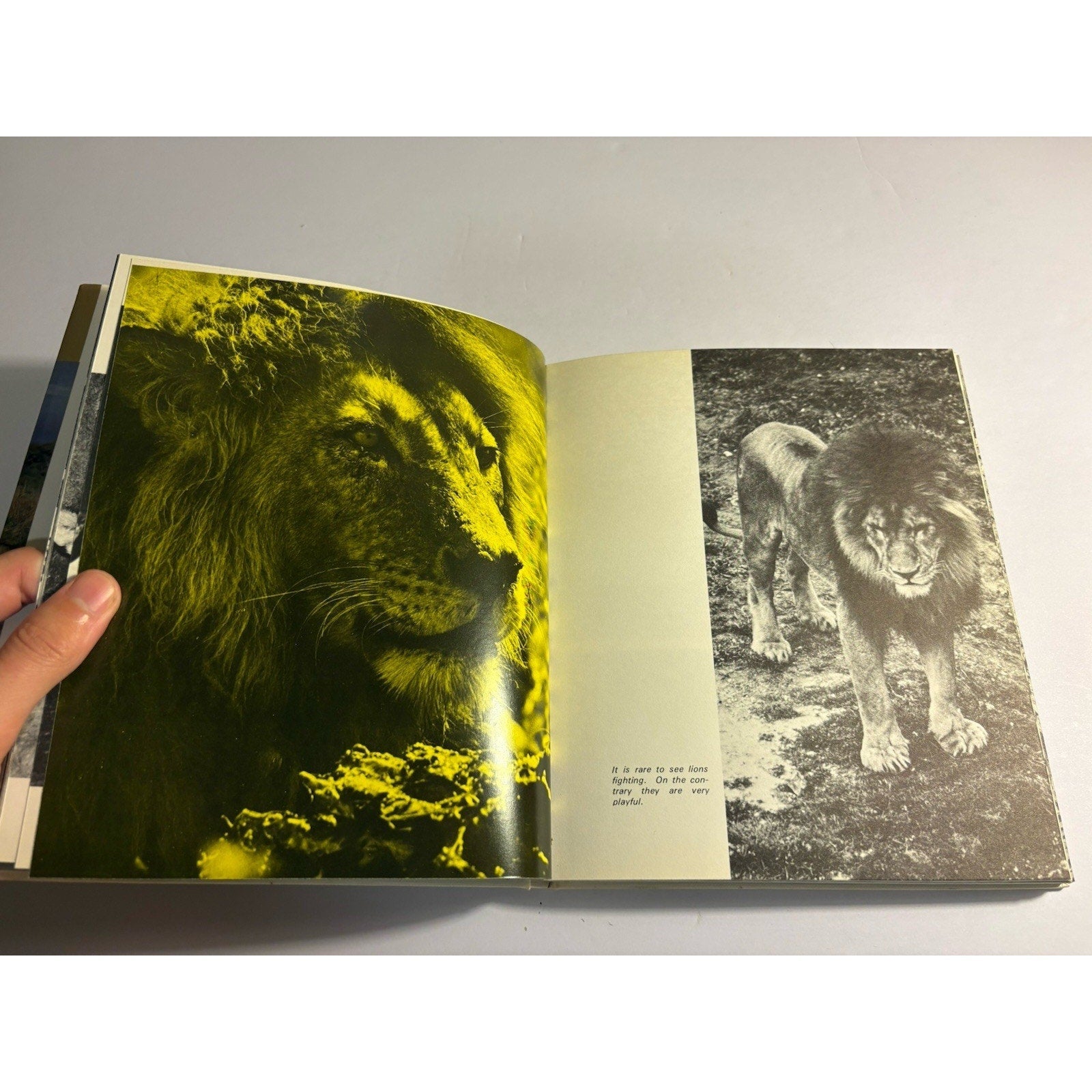 Lot of 3 Africa Wildlife Books – National Geographic & Field Guides - Humphrey's Book Den